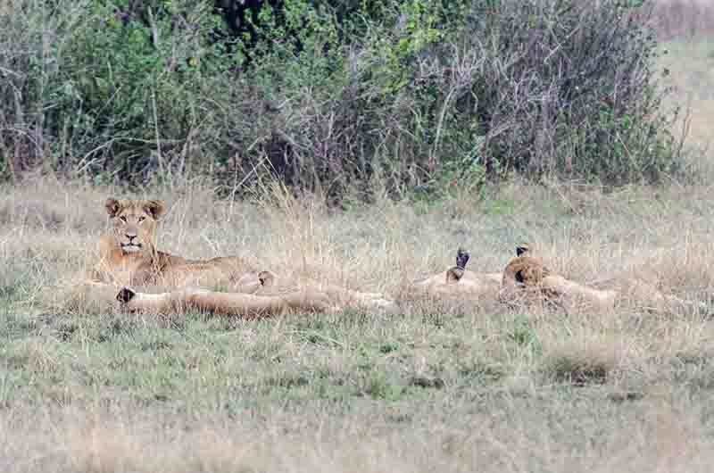 02 - Leones - parque nacional Queen Elizabeth - Uganda